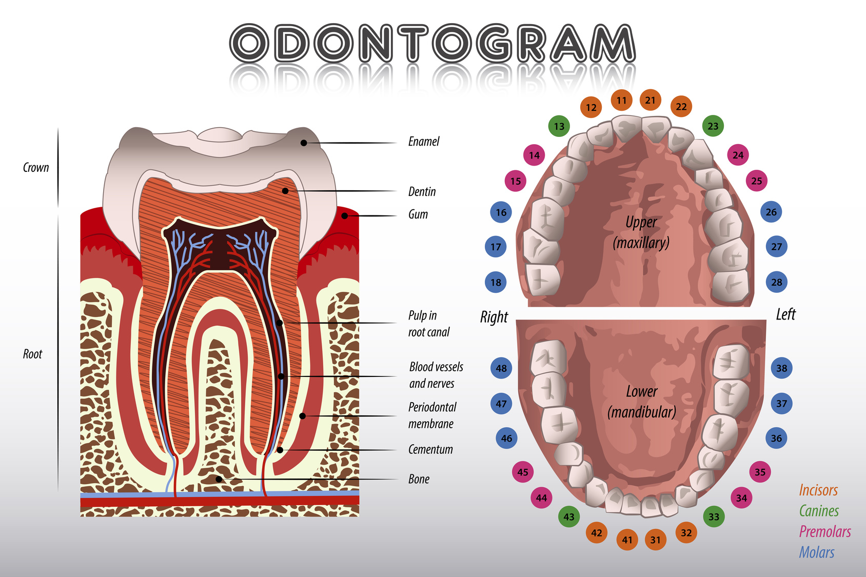 Схематическая диаграмма зубов человека вектор